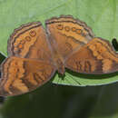 Junonia hedonia Linnaeus 1764 resmi