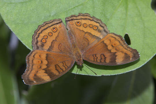 Plancia ëd Junonia hedonia Linnaeus 1764