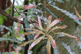 Image of macadamia nut