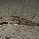 Image of Four-spotted goby