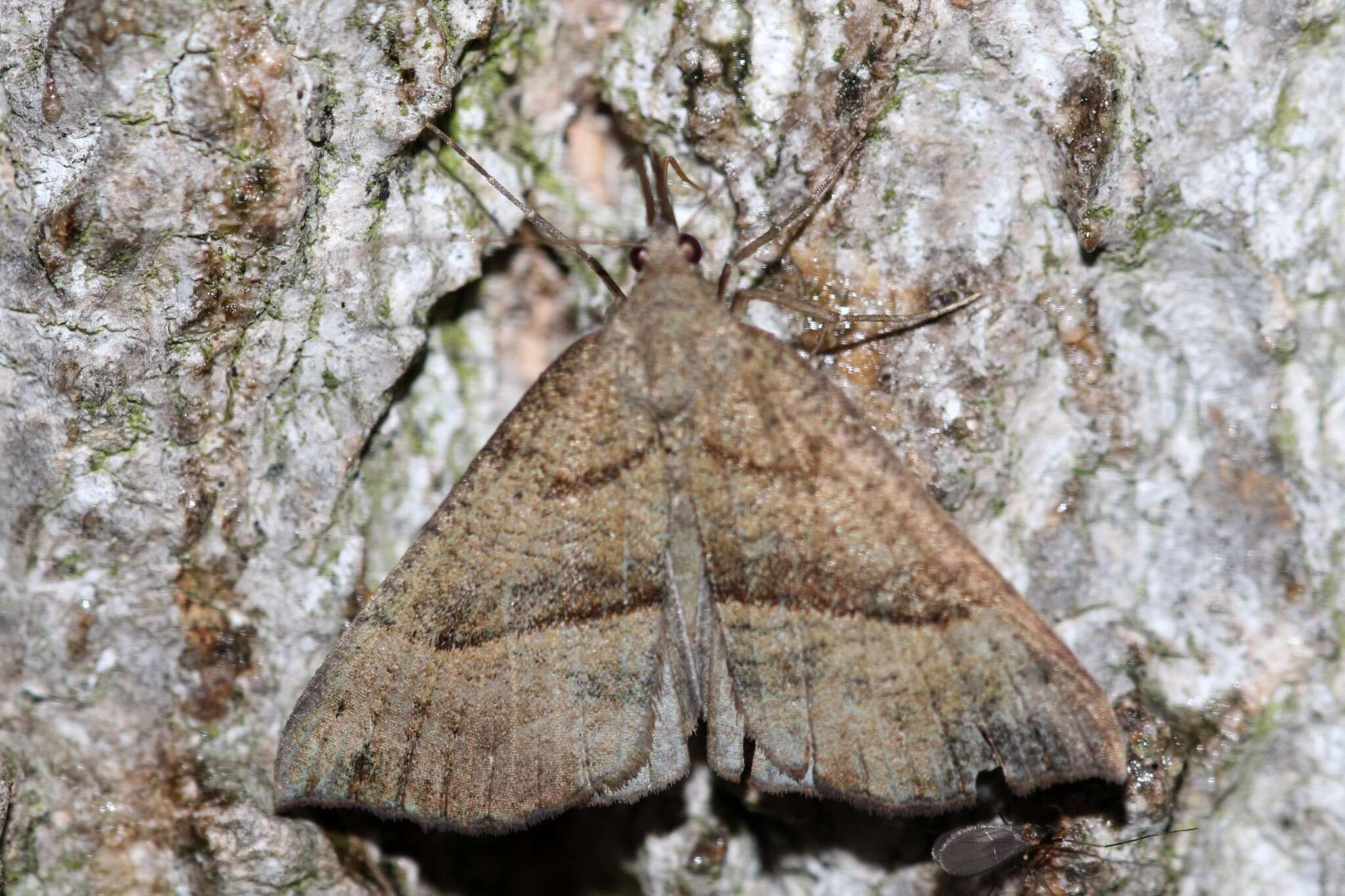 Imagem de Hypena proboscidalis Linnaeus