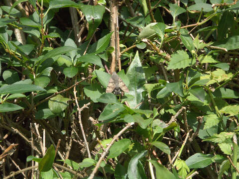 Image of humming-bird hawk moth