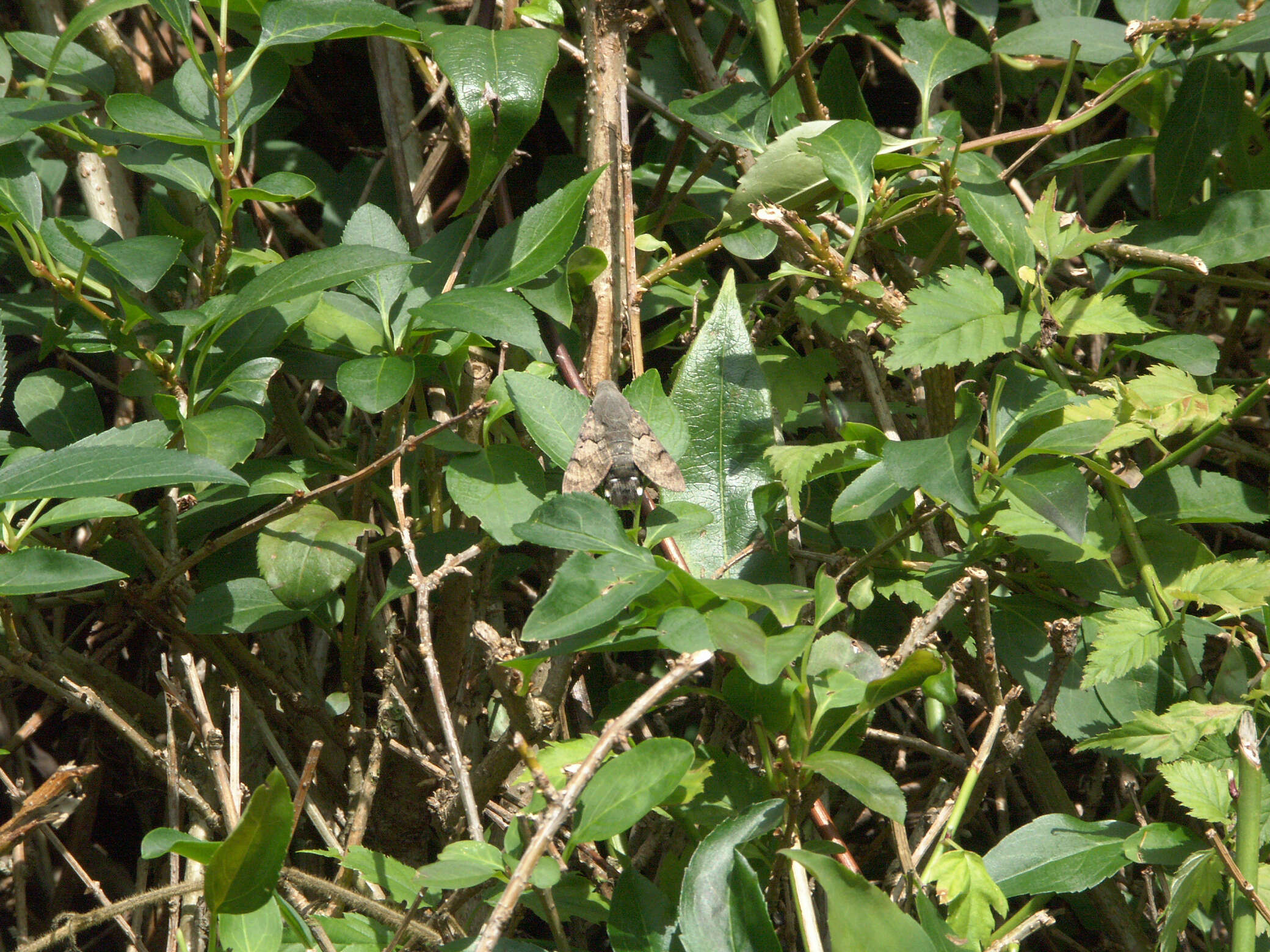 Слика од Macroglossum stellatarum (Linnaeus 1758)