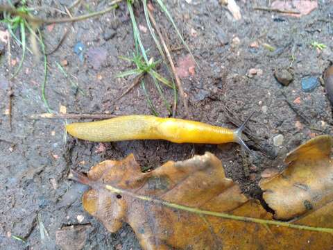 Malacolimax tenellus (O. F. Müller 1774)的圖片