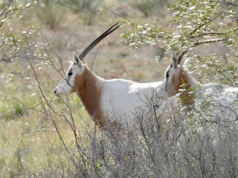 Image of Scimitar-horned Oryx