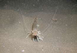 Image of Caramote prawn