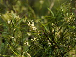 Image de Lomatia myricoides (C. F. Gaertner) Domin