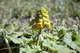 Image of yellow unicorn-plant