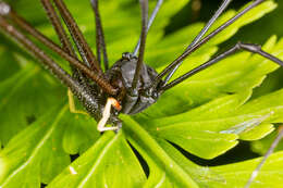 Image of Pantopsalis cheliferoides