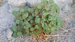 Image of heartleaf suncup