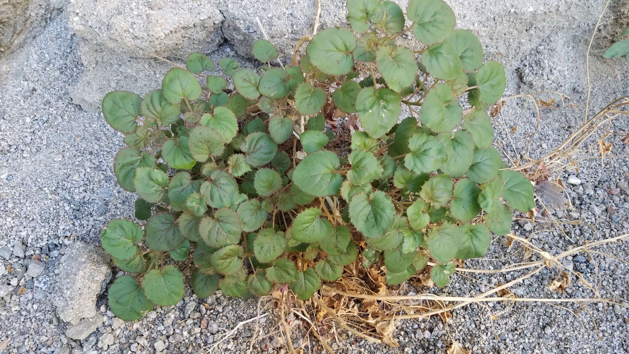 Image of heartleaf suncup