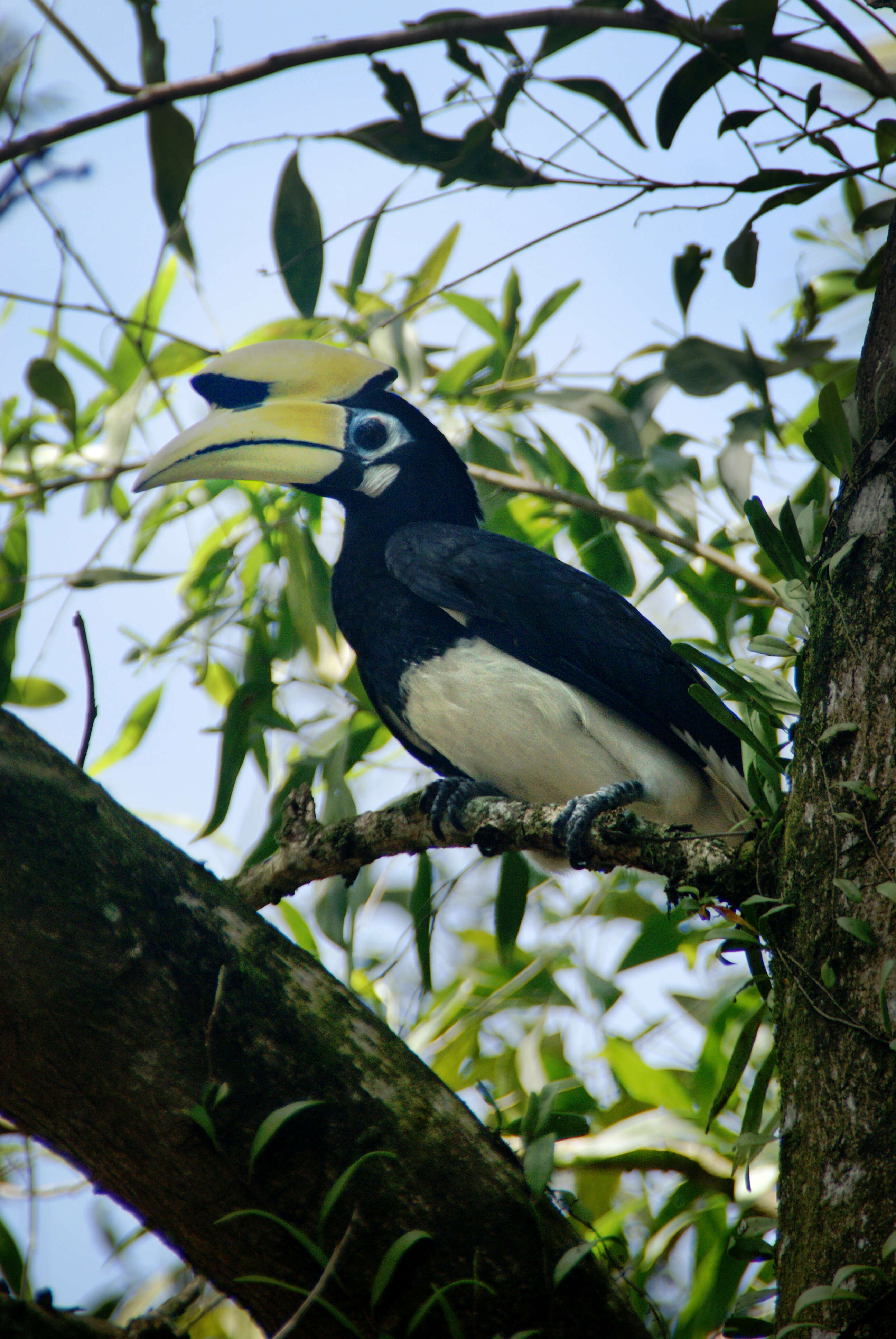 Image of Oriental Pied Hornbill