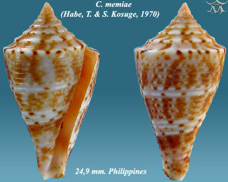 Image of Conasprella memiae (Habe & Kosuge 1970)