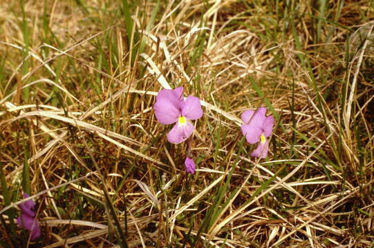 Image of Viola bertolonii Pio