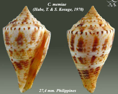 Image of Conasprella memiae (Habe & Kosuge 1970)