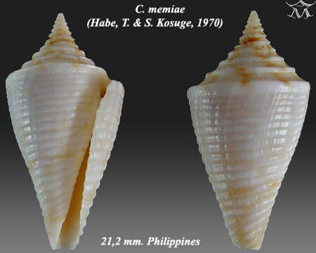 Image of Conasprella memiae (Habe & Kosuge 1970)