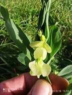 Image of Cyprus-vetch