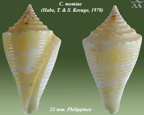 Image of Conasprella memiae (Habe & Kosuge 1970)