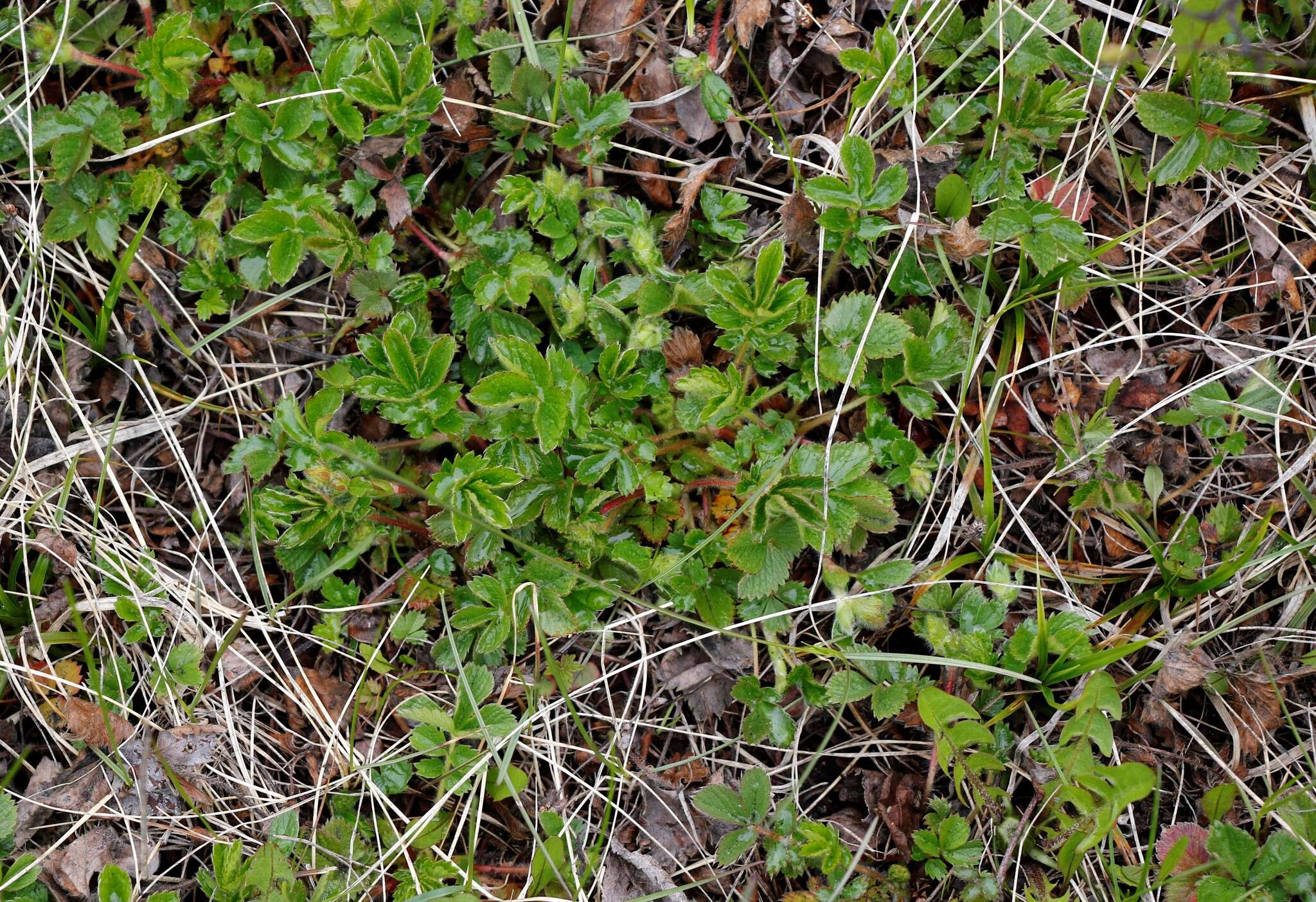 Imagem de Potentilla stolonifera Lehm. ex Ledeb.