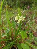 Image of Dactylorhiza romana subsp. guimaraesii (E. G. Camus) H. A. Pedersen