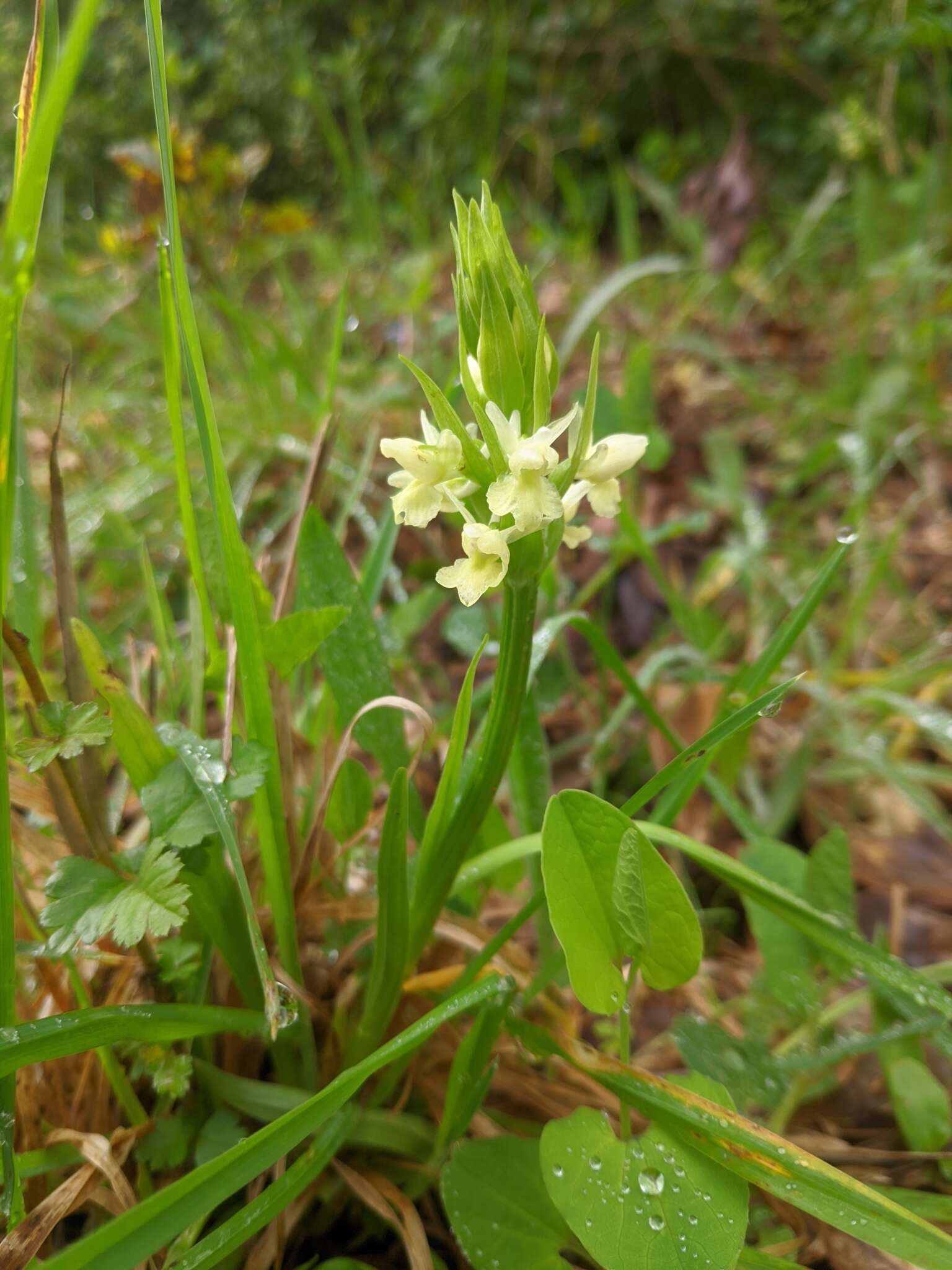 Image de Dactylorhiza romana subsp. guimaraesii (E. G. Camus) H. A. Pedersen