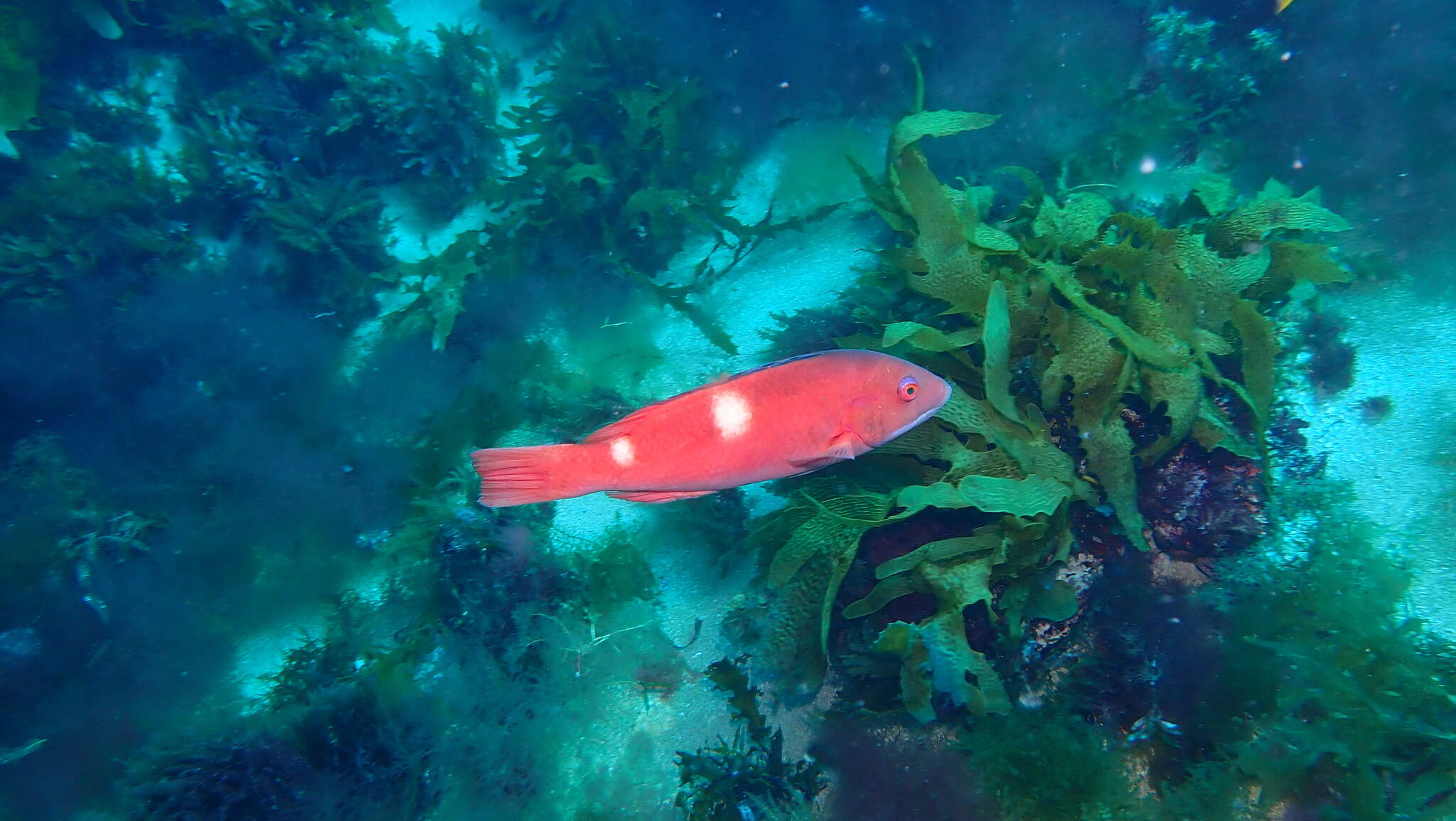 Image of Foxfish