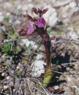 Image of Red Orchid