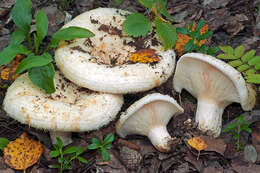 Image of Lactarius aquizonatus Kytöv. 1984