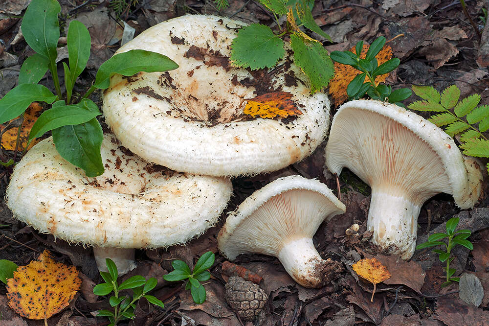 Image of Lactarius aquizonatus Kytöv. 1984