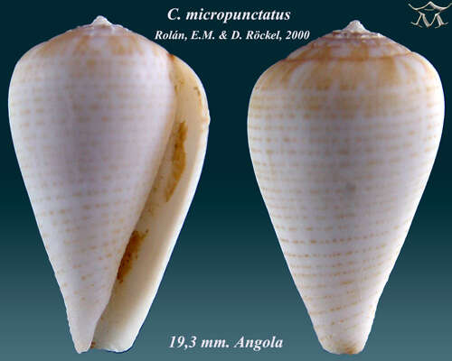 Image of Conus micropunctatus Rolán & Röckel 2000
