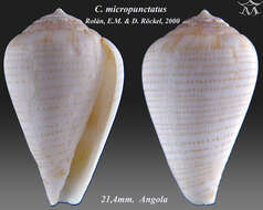 Image of Conus micropunctatus Rolán & Röckel 2000
