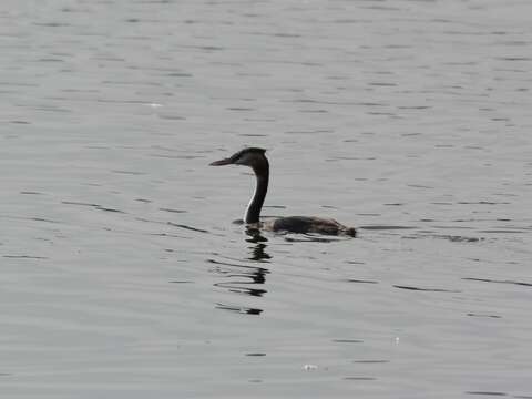 Image of Podiceps Latham 1787