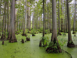 Image of Bald Cypress