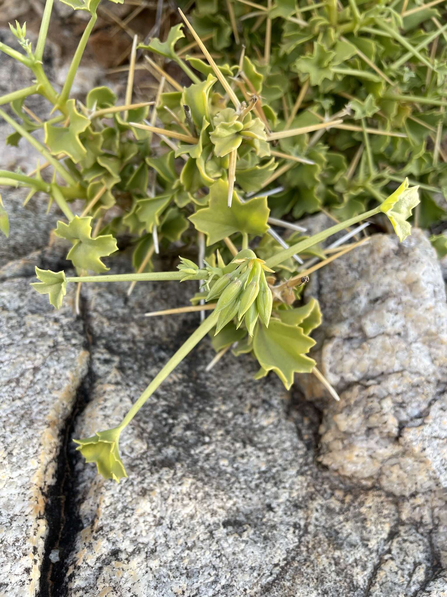 Image of Pelargonium spinosum Willd.