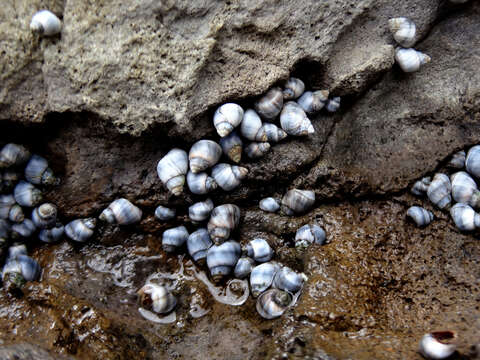 Image of Austrolittorina fernandezensis (Rosewater 1970)