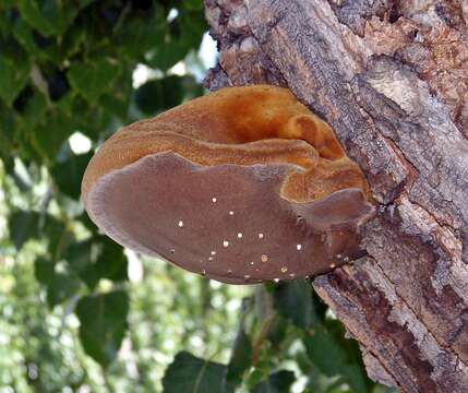 Image of Fistulinaceae