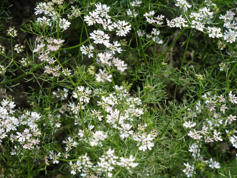 Image of coriander
