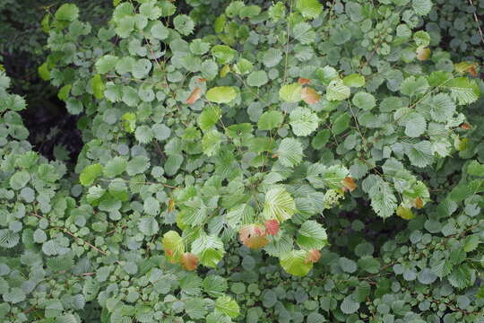 Image of Euptelea polyandra Siebold & Zucc.