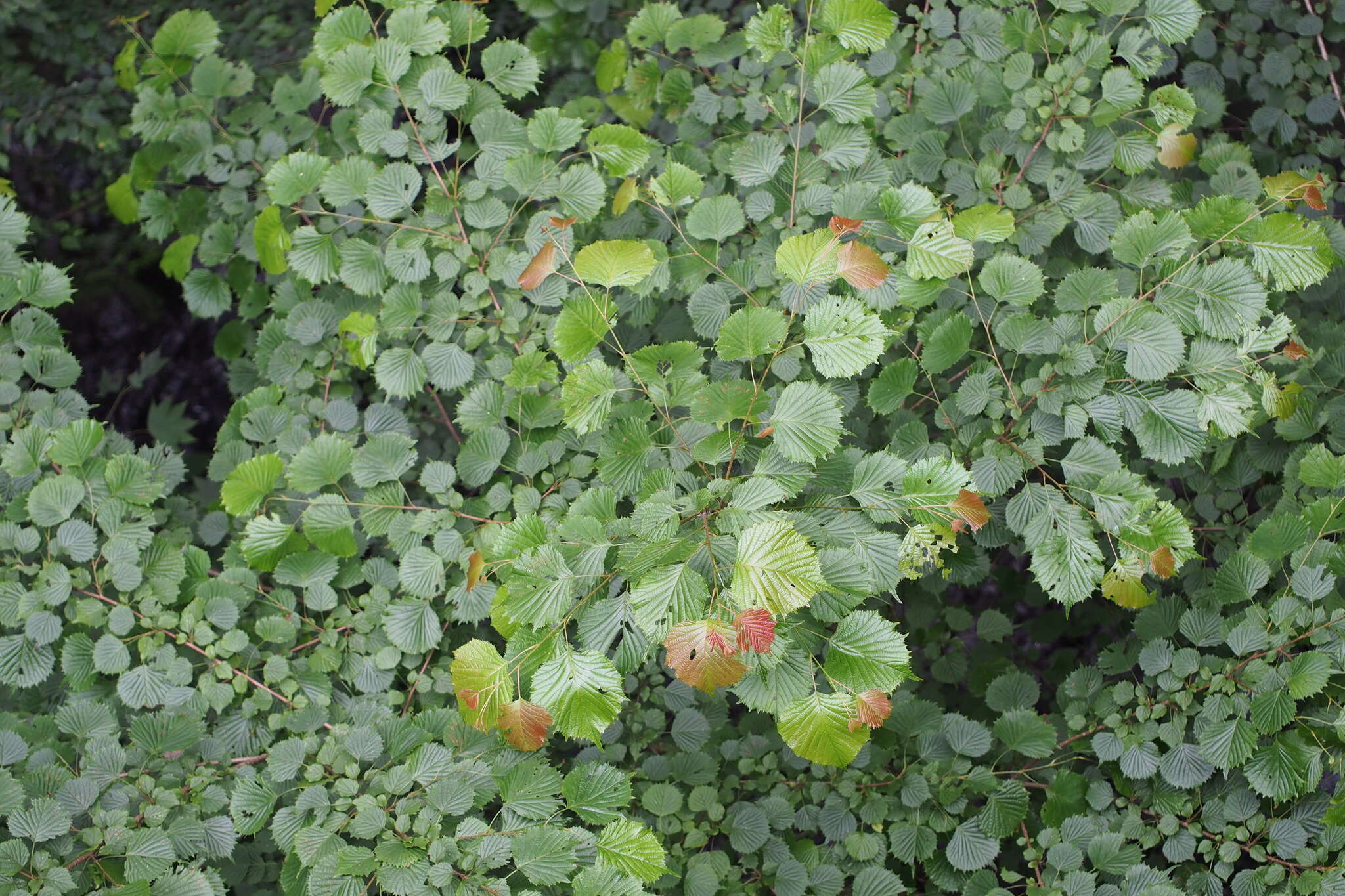 صورة Euptelea polyandra Siebold & Zucc.