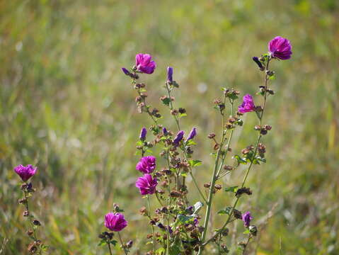 Image of Malva sylvestris var. mauritiana (L.) Boiss.