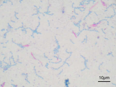 Image of Mycobacterium bovis