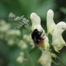 Image of Bombus wurflenii Radoszkowski 1860