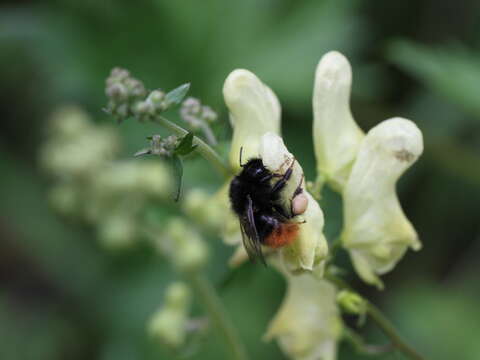 Image of Bombus wurflenii Radoszkowski 1860