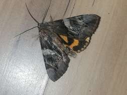 Image of Yellow Bands Underwing