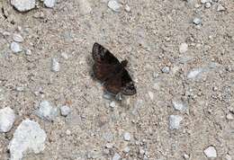 Image of Columbine Duskywing