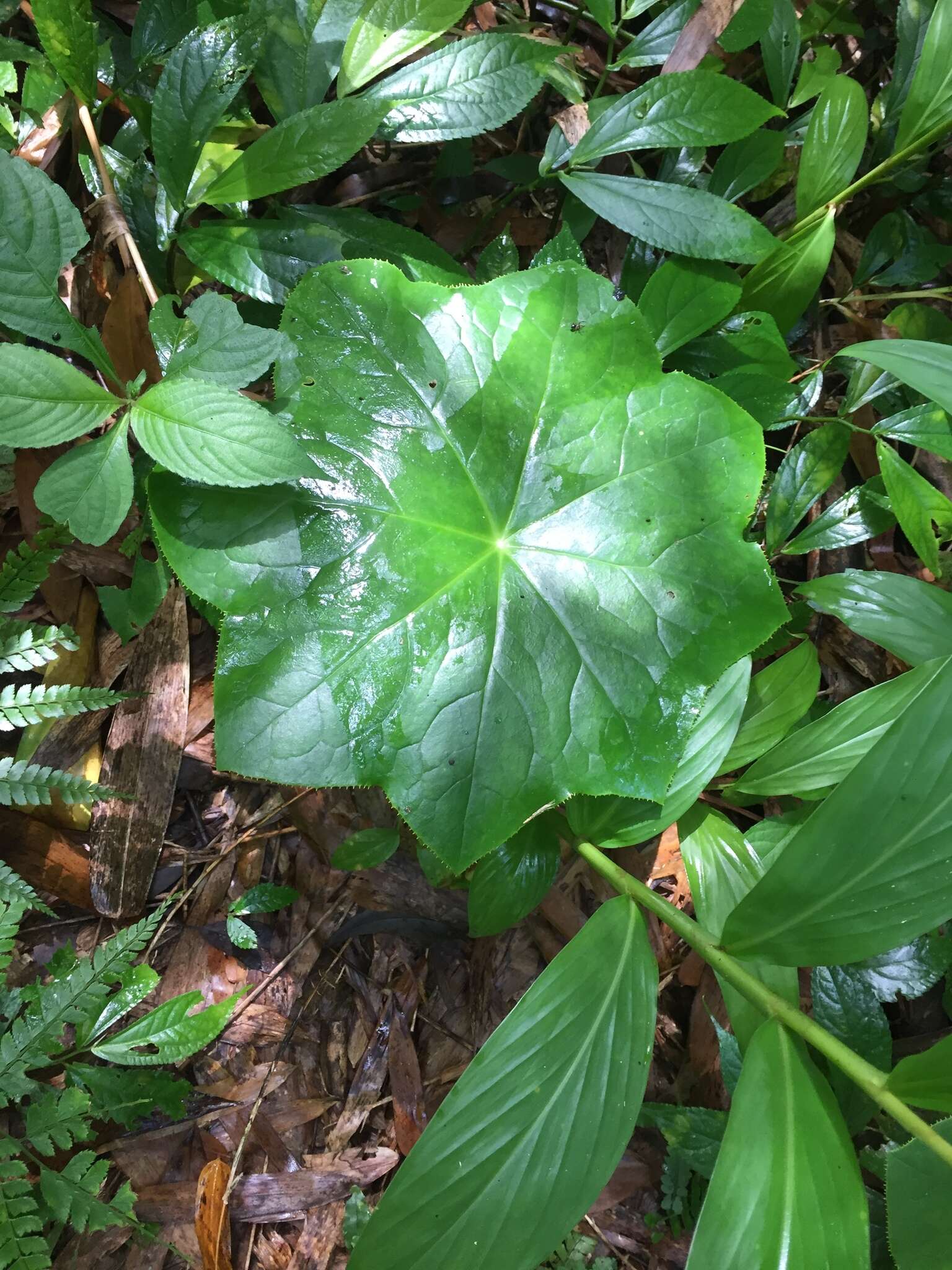 Image de Podophyllum pleianthum Hance