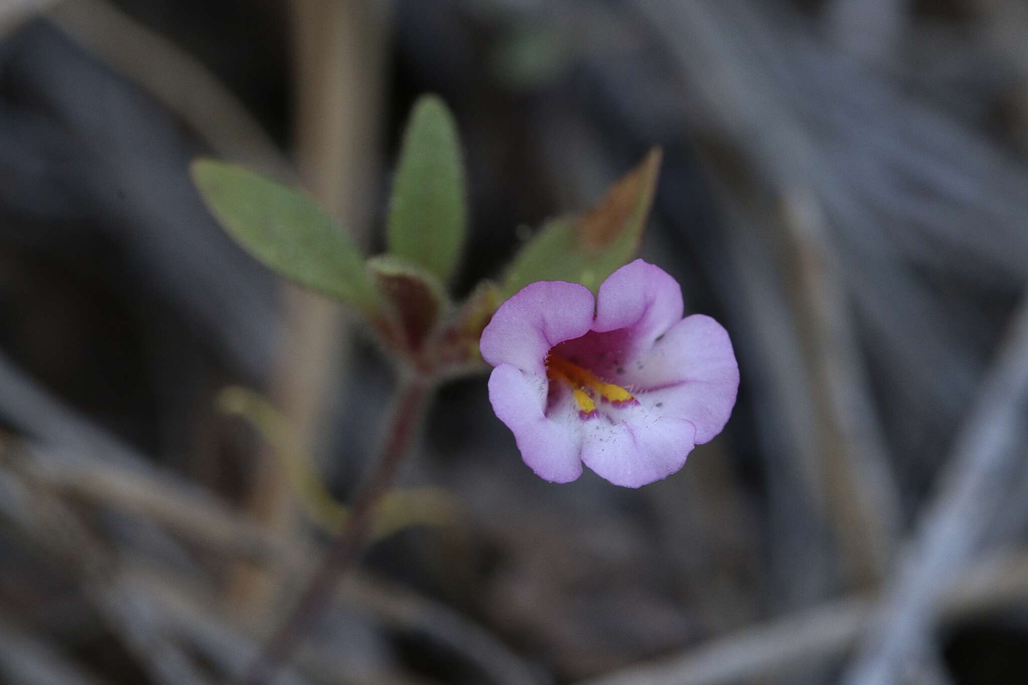 Image of Torrey's monkeyflower