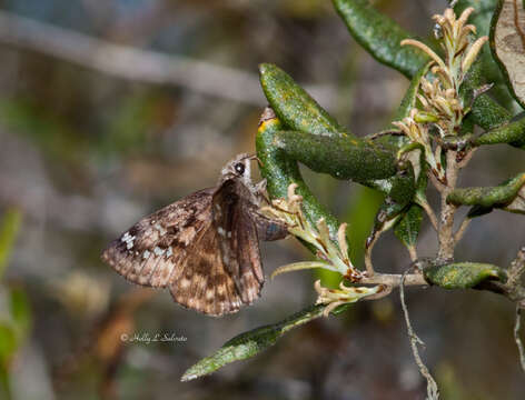 Image of <i>Erynnis <i>juvenalis</i></i> juvenalis