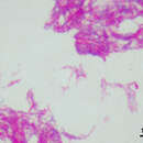 Image of Mycobacterium bovis