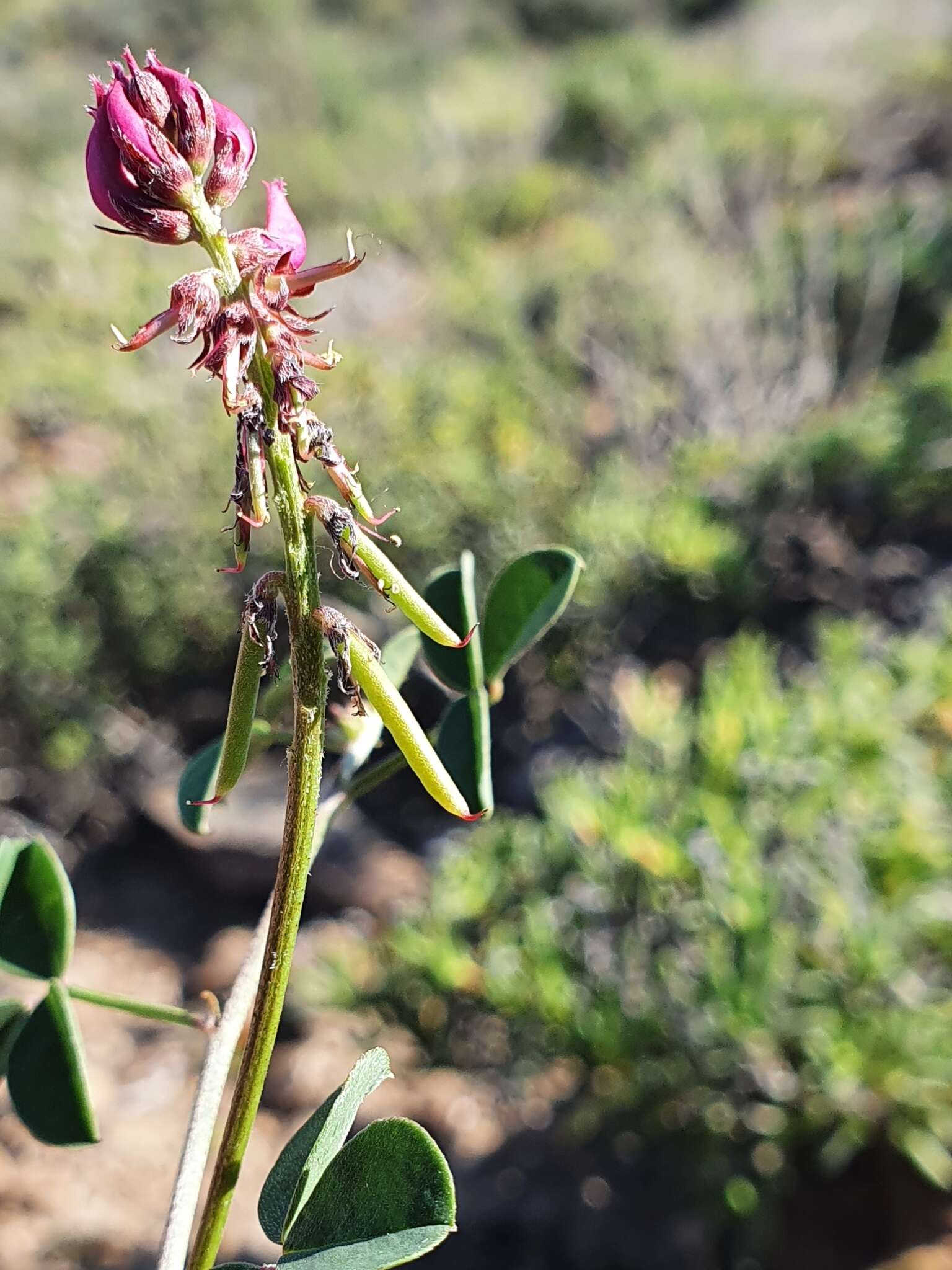 Indigofera intermedia Harv.的圖片